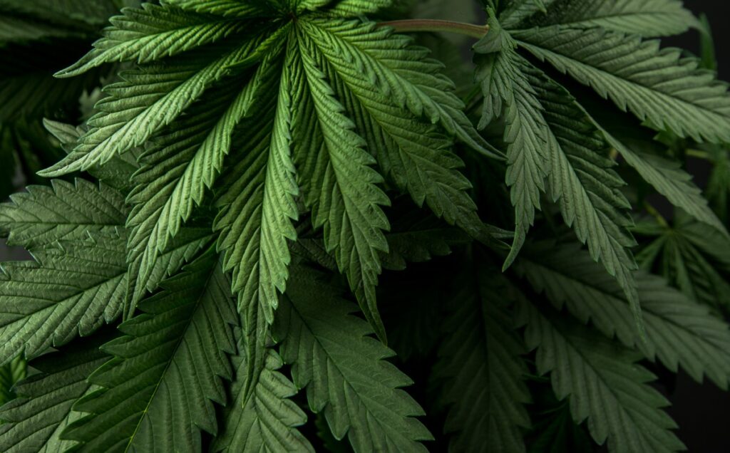 Close-up of green cannabis leaves with serrated edges against a dark background