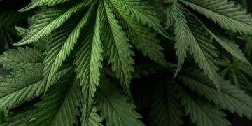 Cannabis Skincare, Hype or Healthy?